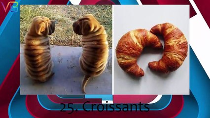 Top 25 Dogs That Hilariously Look Like Something (Or Someone) Else