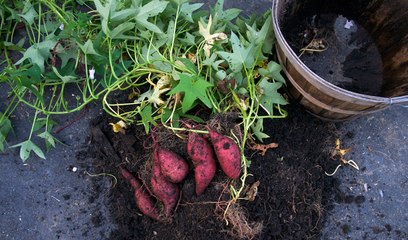 Nhớ lắm Mùa Khoai Lang quê tôi | Khám Phá Miền Tây