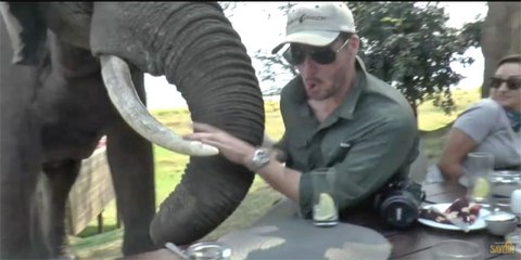 Un éléphant en colère ramène ses défenses dans des touristes en train de dîner au parc national.