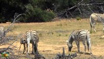 Safari - Zebras with foal-g8KaJIyvWO
