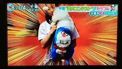 中国での犬のコンテストが異様！虐待との声も！！