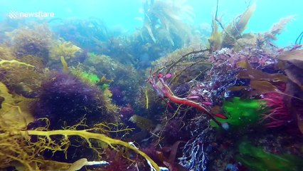 Rare 'weedy seadragon' spotted by freedivers
