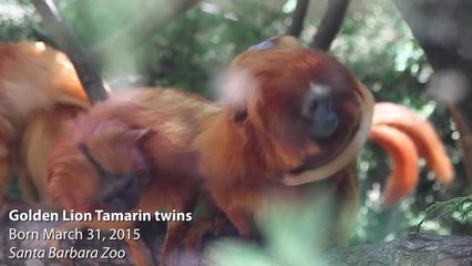 Golden Lion Tamarin Babies - SANTA BARBARA ZOO
