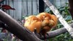 Golden Lion Tamarin Twins Born at the Palm Beach Zoo