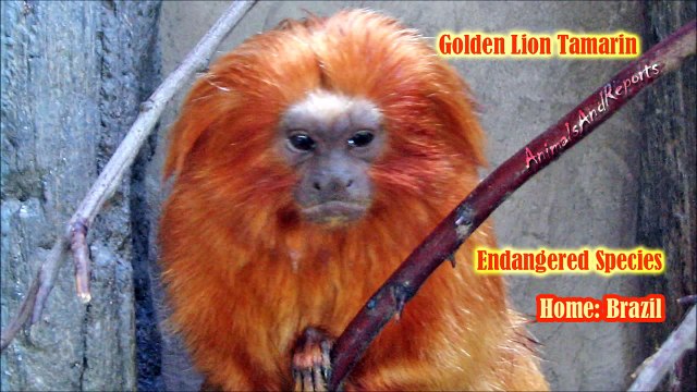Golden Lion Tamarin - Endangered Species