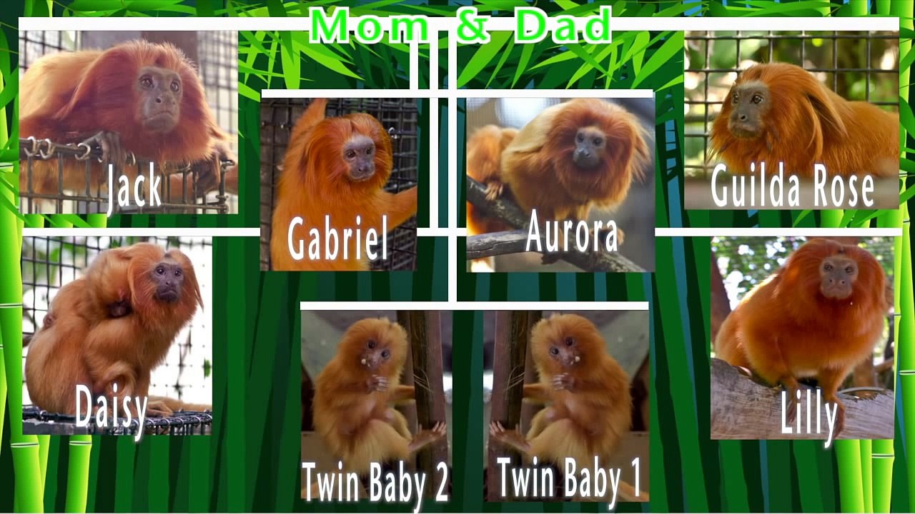 Meet the Golden Lion Tamarin Family at the Palm Beach Zoo