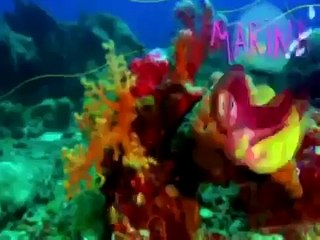 Zig & Sharko Cartoon E 47 48