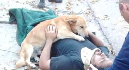 Ağaçtan Düşen Sahibine Sarılan Köpek, Ambulansın Gelmesini Bekledi