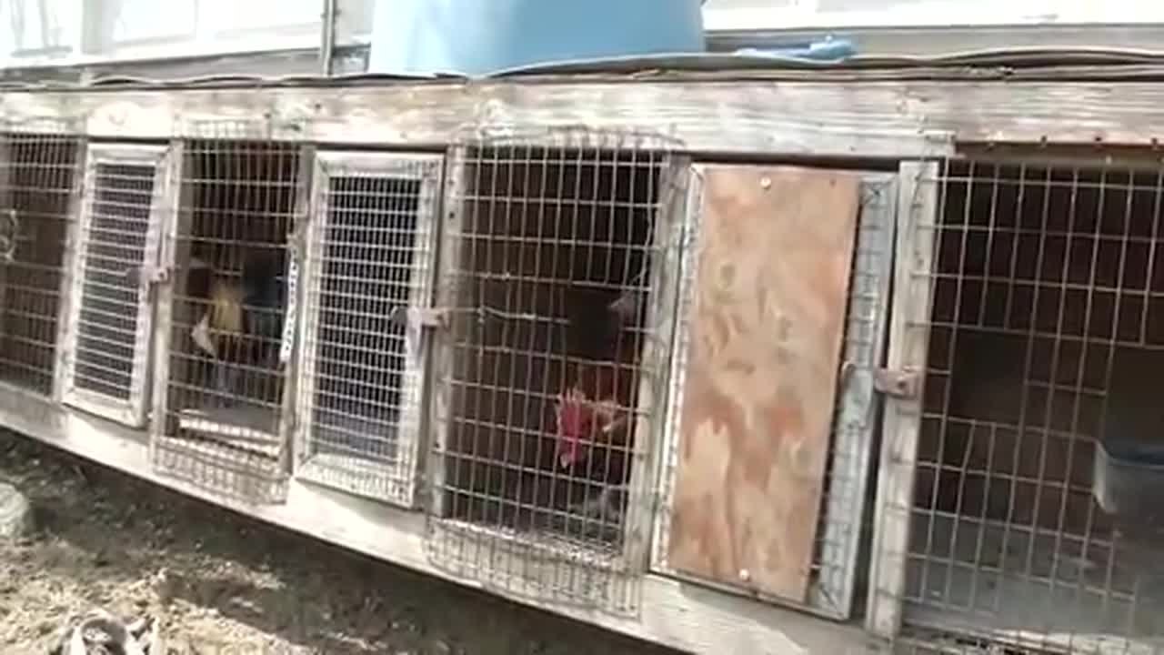 Detectives seize 'largest cache of fowl used in illegal cockfighting in U.S. history'