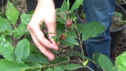 Gal Arısı ile Mücadele Yalova'dan Başladı