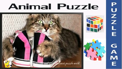 Cat Shoes |  Amazing Puzzle Game & Jigsaw for Little Kids