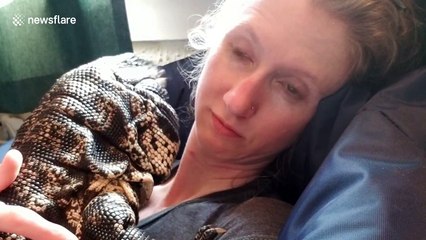 Just a huge lizard resting on a woman's face