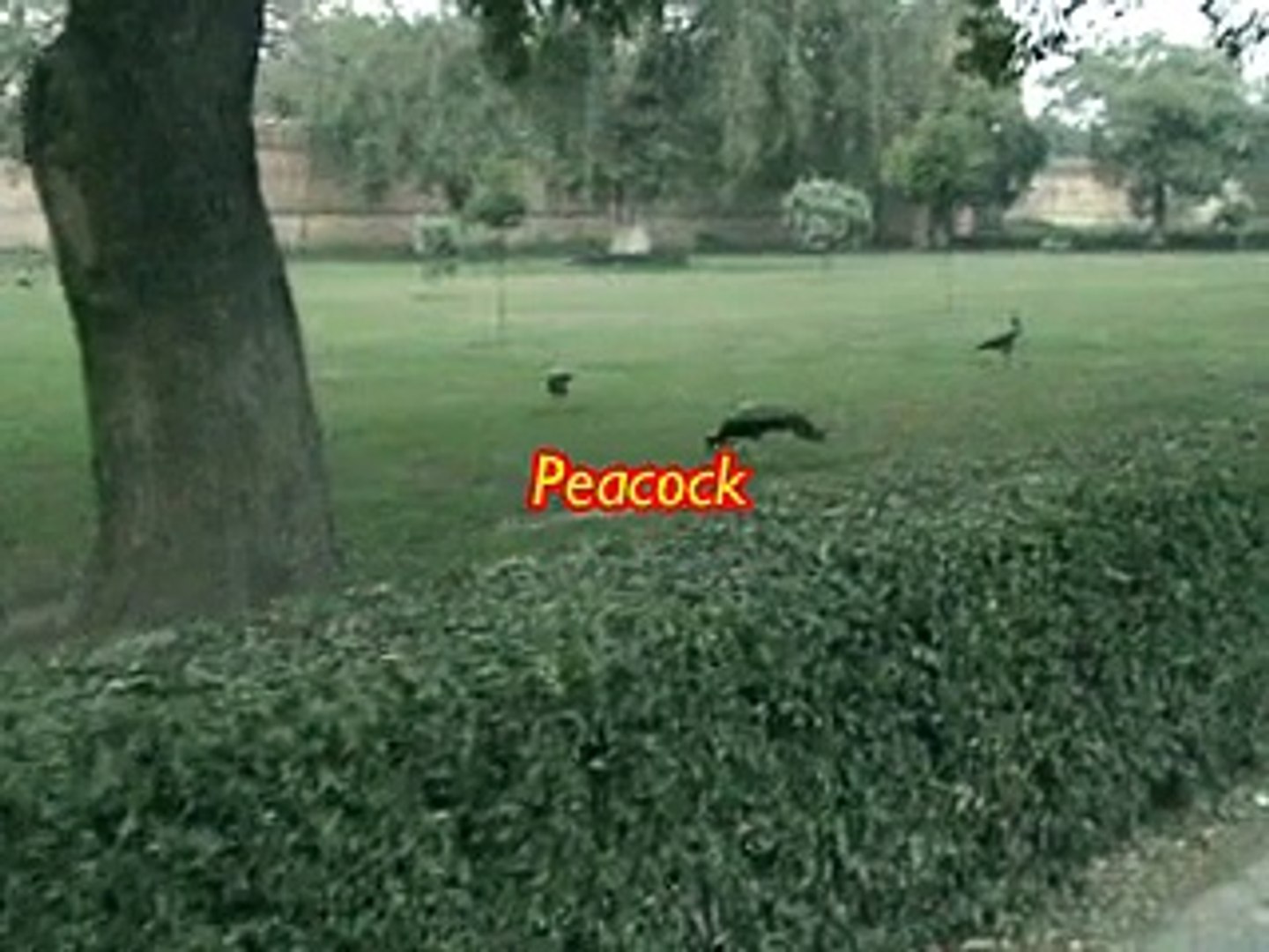 Grazing 100 Peacocks-Incredible India