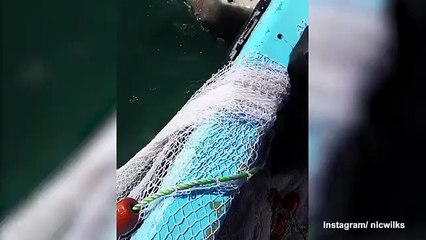 Cá mập bị đấm chảy máu mũi khi giằng lưới của ngư dân