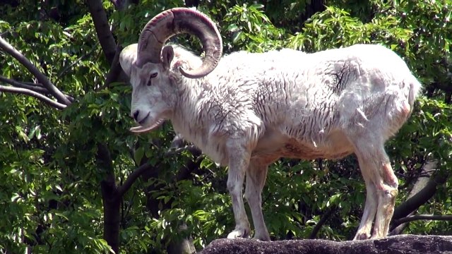 20130506　東山動植物園 ドールシープ ラン丸