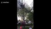 Good samaritans rescue iguana trapped in tree