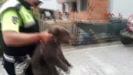 Düzce Ilçeye Inen Yavru Ayı Yakalanarak Korumaya Alındı