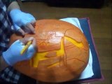 Pumpkin Carving 