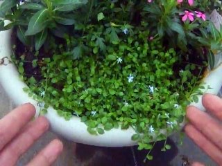 ラウレンティア・フルヴィアティリスの育て方