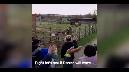 Quand la chèvre te dit au revoir! Adorable