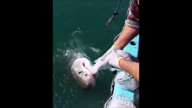 Ce requin ne veut pas rendre son filet au pecheur...