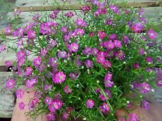 カスミソウ　エレガンスの育て方