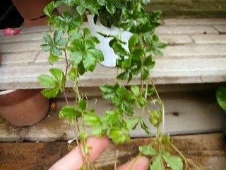 シュガーバインの育て方