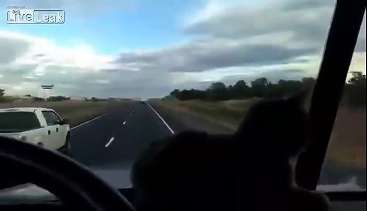 Kafasının üst geçide çarpacağını sanan kedi