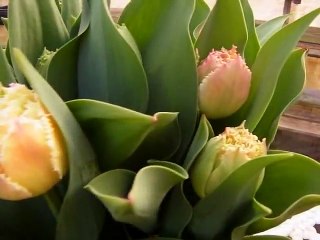 チューリップの育て方