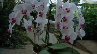 how to grow Phalaenopsis コチョウランの育て方