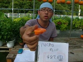 ハバネロ　オレンジを食べてみた　Tasting Habanero orange