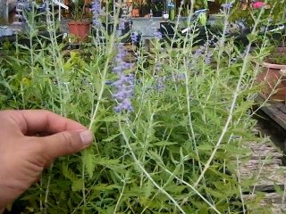 ロシアンセージの育て方 how to grow Perovskia atriplicifolia