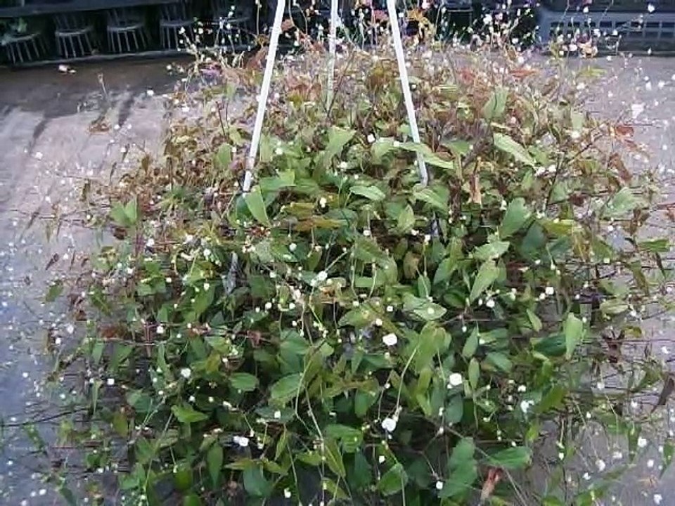 ブライダルベールの育て方 Video Dailymotion