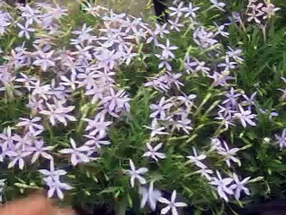 イソトマの育て方