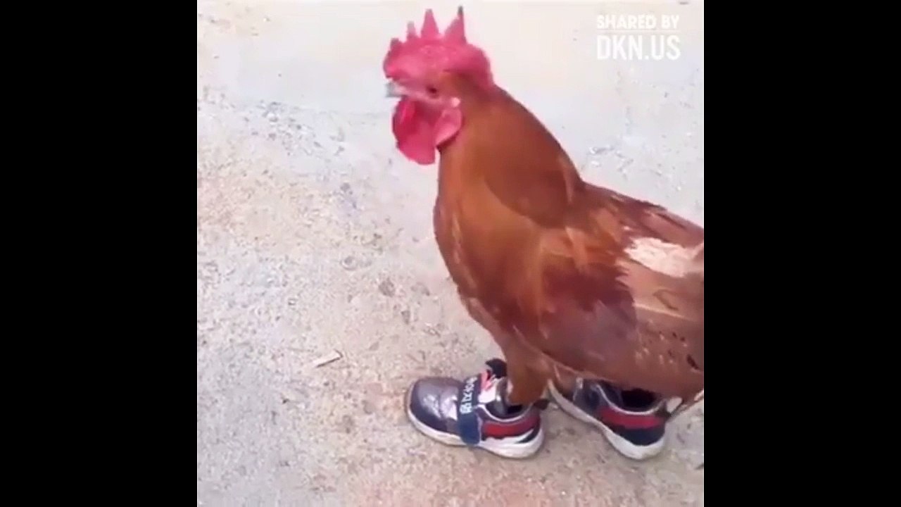 The chicken wears shoes !!! video Dailymotion