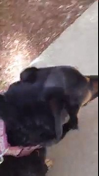 Émouvantes retrouvailles entre un chien et son maître, qui, atteint de cancer, a dû s’absenter durant deux mois