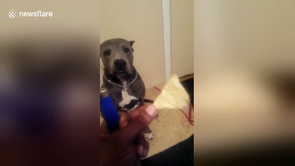 Shy dog hates eating in front of people