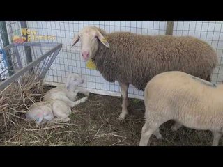 New Farmers alla Fiera del Madonnino di Grosseto