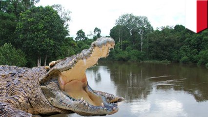 Crocodiles attack two people at same Indonesian river in one day
