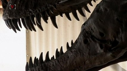 T. Rex Had A Bone-Crushing Bite, Literally