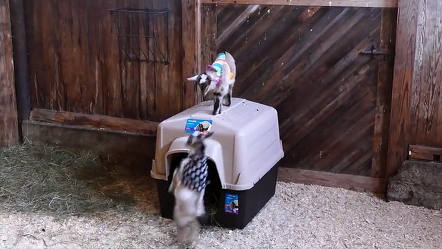 Des bébés chèvres adorables en petit pyjamas