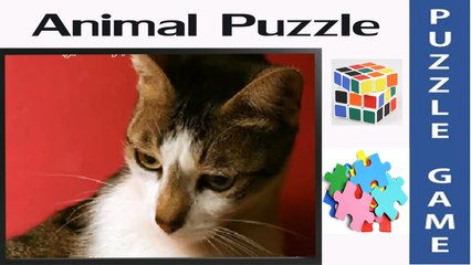 Cat-Face | Amazing Puzzle Game & Jigsaw for Little Kids