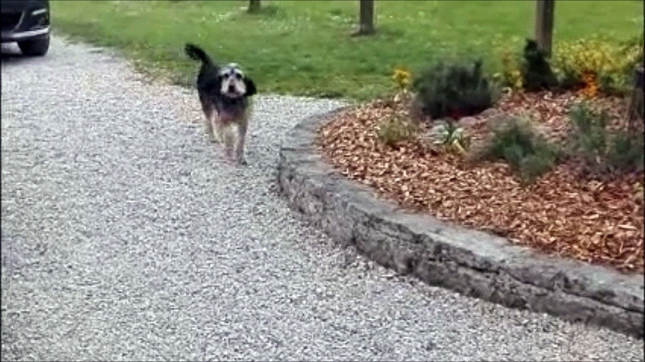 Pollux un cœur à prendre !