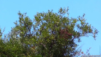 F-16 FIGHTING FALCON DEMO @ 2015 Wings over Wine Country Air Show