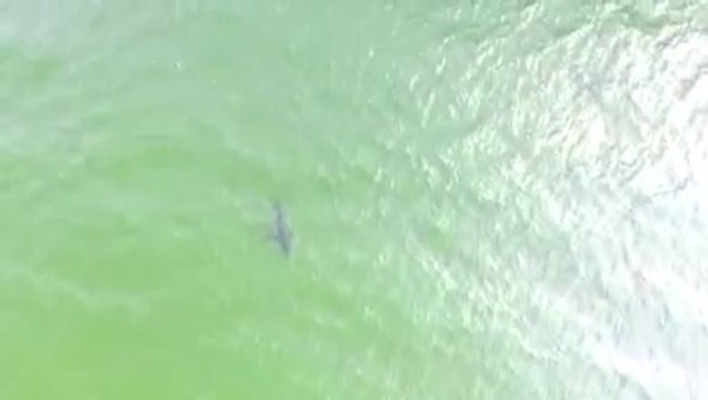 Enorme requin blanc filmé à 50m des côtes américaines !