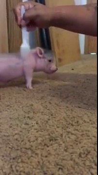 Ce cochon kiffe les gratouilles à la fourchette !