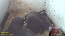 Mauersegler Nestcam 2017 - 17. Mai 19:51