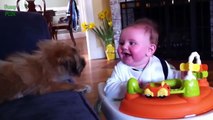 Cute Babies Laughing at Dogs Compilation (2015)