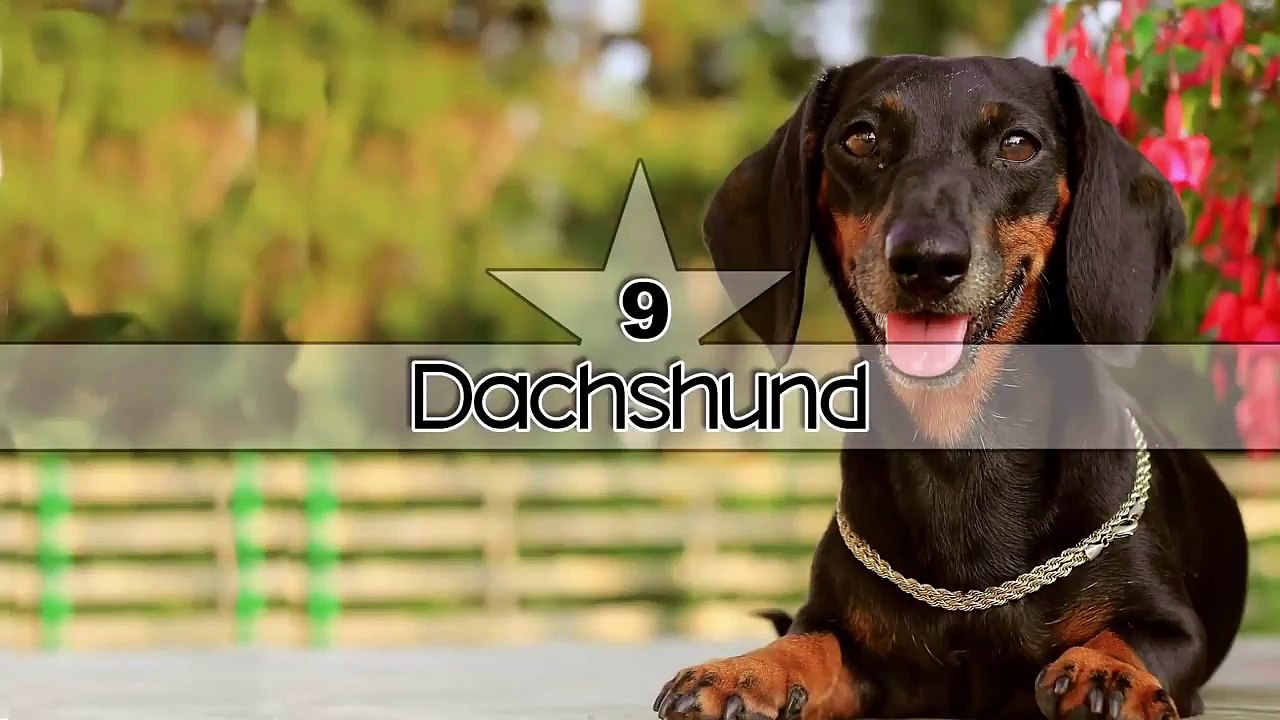 The 10 Most Gentle Dog Breeds