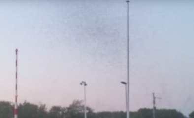 Mosquitoes Swarm Small Dutch Town